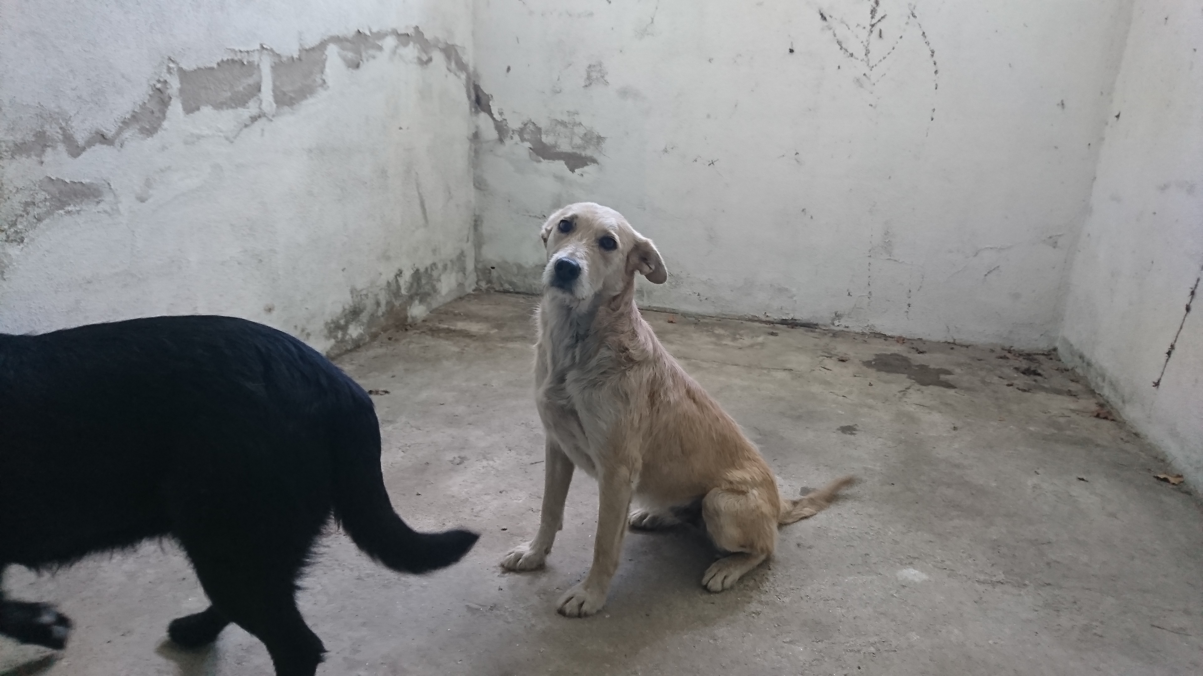 cani2