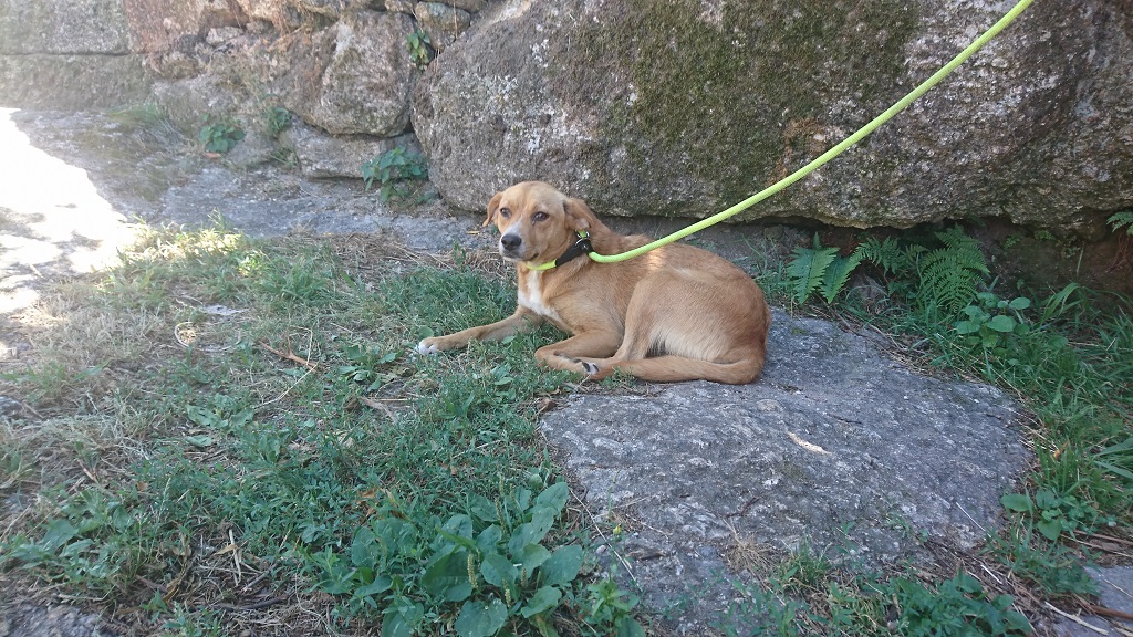 cani11