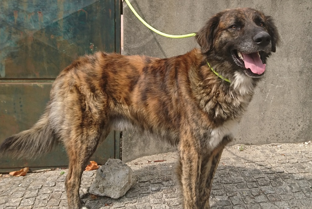 cani34