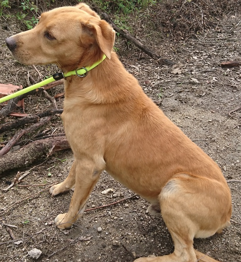cani40