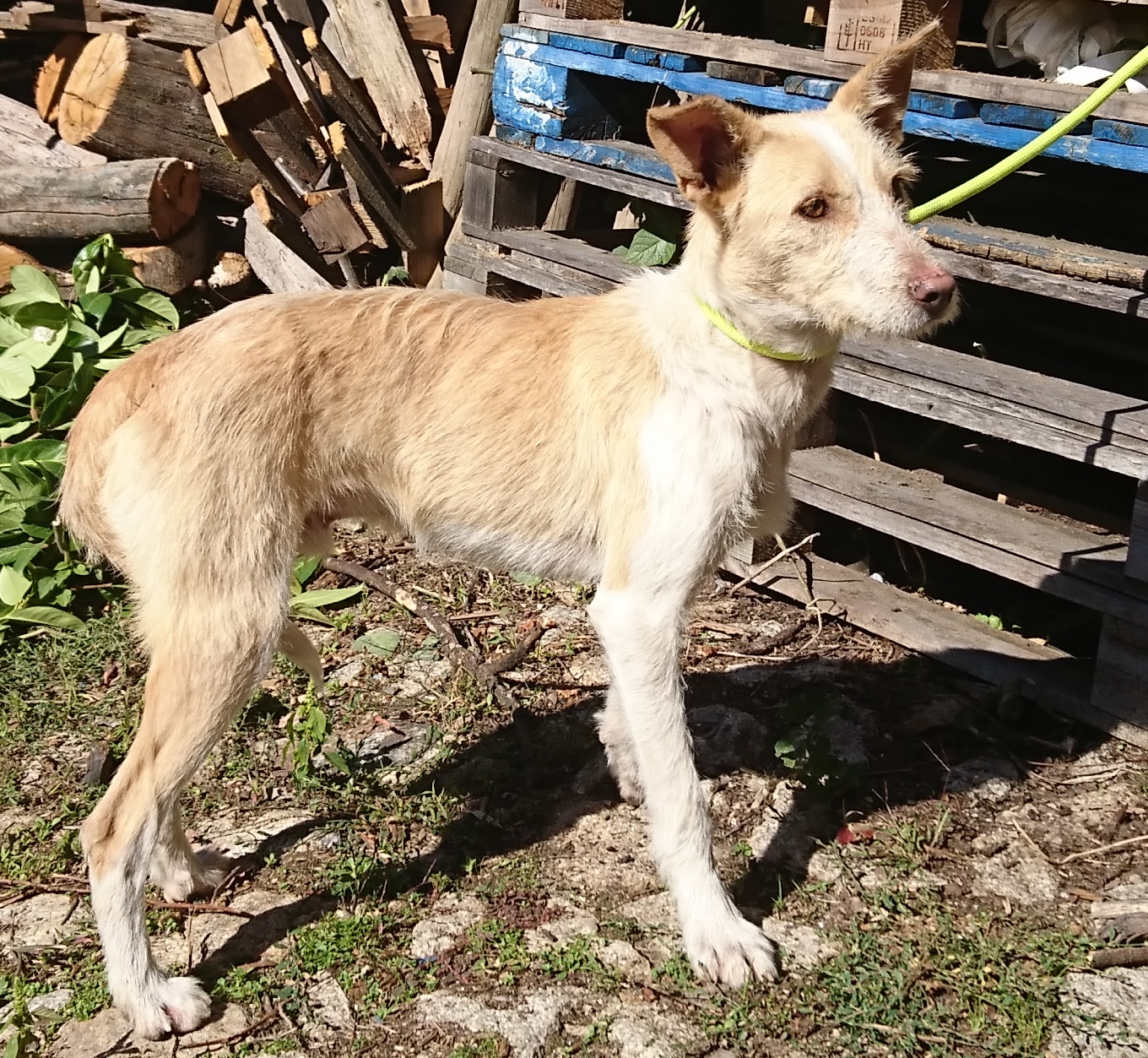 cani45