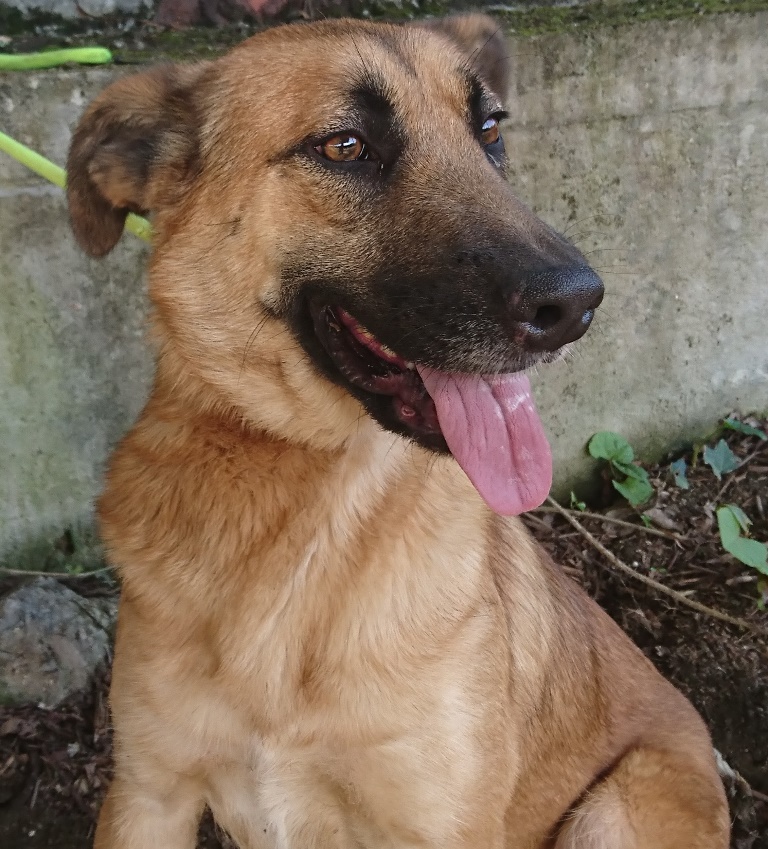 cani46