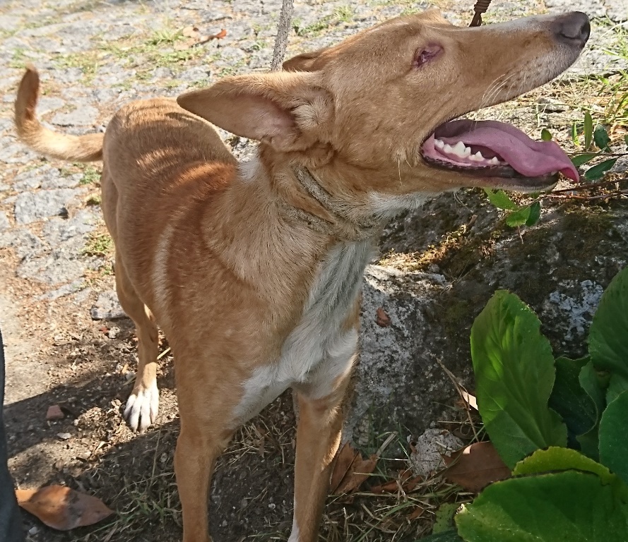 cani33